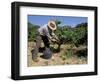 Spanish Seasonal Worker Picking Grapes, Seguret Region, Vaucluse, Provence, France-Duncan Maxwell-Framed Photographic Print