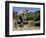 Spanish Seasonal Worker Picking Grapes, Seguret Region, Vaucluse, Provence, France-Duncan Maxwell-Framed Photographic Print