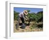 Spanish Seasonal Worker Picking Grapes, Seguret Region, Vaucluse, Provence, France-Duncan Maxwell-Framed Photographic Print