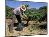 Spanish Seasonal Worker Picking Grapes, Seguret Region, Vaucluse, Provence, France-Duncan Maxwell-Mounted Photographic Print