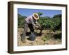 Spanish Seasonal Worker Picking Grapes, Seguret Region, Vaucluse, Provence, France-Duncan Maxwell-Framed Photographic Print