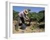 Spanish Seasonal Worker Picking Grapes, Seguret Region, Vaucluse, Provence, France-Duncan Maxwell-Framed Photographic Print