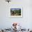 Spanish Seasonal Worker Picking Grapes, Seguret Region, Vaucluse, Provence, France-Duncan Maxwell-Framed Photographic Print displayed on a wall