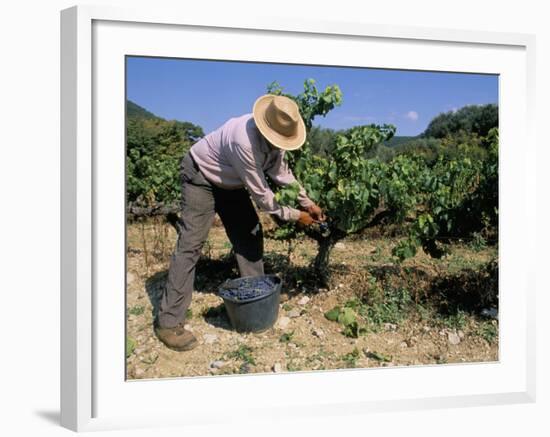 Spanish Seasonal Worker Picking Grapes, Seguret Region, Vaucluse, Provence, France-Duncan Maxwell-Framed Photographic Print