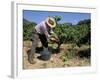 Spanish Seasonal Worker Picking Grapes, Seguret Region, Vaucluse, Provence, France-Duncan Maxwell-Framed Photographic Print