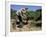 Spanish Seasonal Worker Picking Grapes, Seguret Region, Vaucluse, Provence, France-Duncan Maxwell-Framed Photographic Print