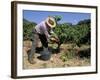 Spanish Seasonal Worker Picking Grapes, Seguret Region, Vaucluse, Provence, France-Duncan Maxwell-Framed Photographic Print