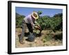 Spanish Seasonal Worker Picking Grapes, Seguret Region, Vaucluse, Provence, France-Duncan Maxwell-Framed Photographic Print