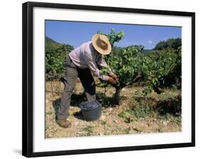 Spanish Seasonal Worker Picking Grapes, Seguret Region, Vaucluse, Provence, France-Duncan Maxwell-Framed Photographic Print