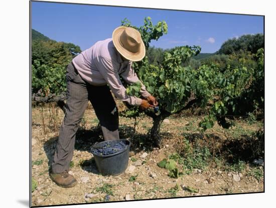 Spanish Seasonal Worker Picking Grapes, Seguret Region, Vaucluse, Provence, France-Duncan Maxwell-Mounted Photographic Print