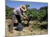 Spanish Seasonal Worker Picking Grapes, Seguret Region, Vaucluse, Provence, France-Duncan Maxwell-Mounted Photographic Print