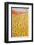 Spanish Sunflowers IV-null-Framed Art Print