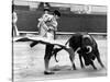 Spanish Toreador Manuel Benitez Called El Cordobes During Bullfight in Castellano De La Playa Spain-null-Stretched Canvas