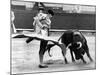 Spanish Toreador Manuel Benitez Called El Cordobes During Bullfight in Castellano De La Playa Spain-null-Mounted Photo