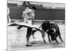 Spanish Toreador Manuel Benitez Called El Cordobes During Bullfight in Castellano De La Playa Spain-null-Mounted Photo