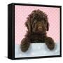 Spanish Water Dog Puppy Looking over Shelf-null-Framed Stretched Canvas