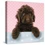 Spanish Water Dog Puppy Looking over Shelf-null-Stretched Canvas