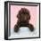 Spanish Water Dog Puppy Looking over Shelf-null-Framed Photographic Print