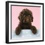 Spanish Water Dog Puppy Looking over Shelf-null-Framed Photographic Print