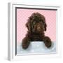 Spanish Water Dog Puppy Looking over Shelf-null-Framed Photographic Print