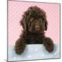 Spanish Water Dog Puppy Looking over Shelf-null-Mounted Photographic Print