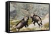 Spanish Wild Goat - Iberian Ibex - Mating Season-Paolo-manzi-Framed Stretched Canvas