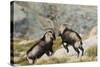 Spanish Wild Goat - Iberian Ibex - Mating Season-Paolo-manzi-Stretched Canvas