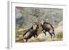 Spanish Wild Goat - Iberian Ibex - Mating Season-Paolo-manzi-Framed Photographic Print