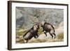 Spanish Wild Goat - Iberian Ibex - Mating Season-Paolo-manzi-Framed Photographic Print