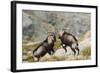 Spanish Wild Goat - Iberian Ibex - Mating Season-Paolo-manzi-Framed Photographic Print