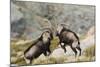 Spanish Wild Goat - Iberian Ibex - Mating Season-Paolo-manzi-Mounted Photographic Print