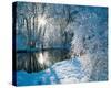 Sparkiling Winter Scene-null-Stretched Canvas