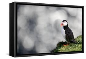 Sparkle Puffin-Howard Ruby-Framed Stretched Canvas