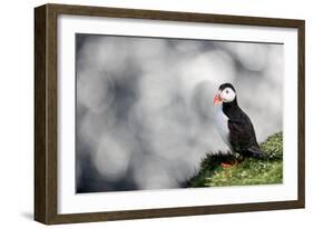 Sparkle Puffin-Howard Ruby-Framed Photographic Print