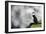 Sparkle Puffin-Howard Ruby-Framed Photographic Print