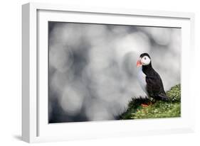 Sparkle Puffin-Howard Ruby-Framed Photographic Print