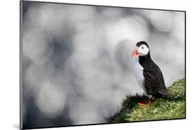 Sparkle Puffin-Howard Ruby-Mounted Photographic Print