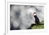 Sparkle Puffin-Howard Ruby-Framed Photographic Print