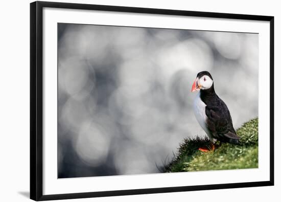 Sparkle Puffin-Howard Ruby-Framed Photographic Print