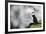 Sparkle Puffin-Howard Ruby-Framed Photographic Print