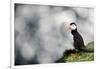 Sparkle Puffin-Howard Ruby-Framed Photographic Print