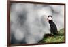 Sparkle Puffin-Howard Ruby-Framed Photographic Print