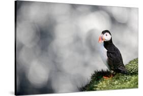 Sparkle Puffin-Howard Ruby-Stretched Canvas