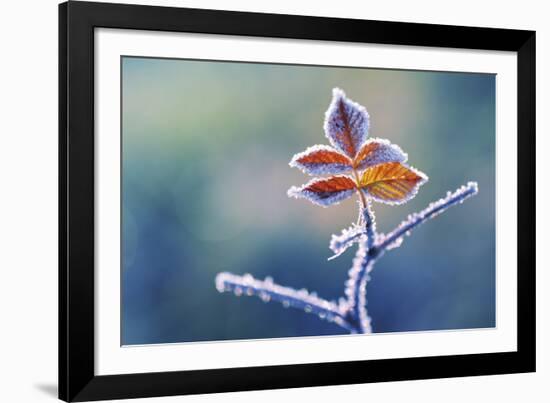 Sparkle-Andreas Stridsberg-Framed Giclee Print