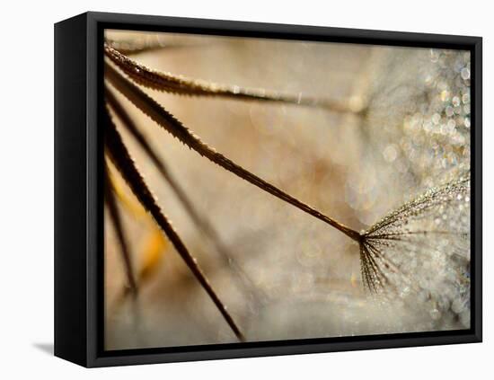 Sparkle-Ursula Abresch-Framed Stretched Canvas