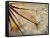 Sparkle-Ursula Abresch-Framed Stretched Canvas