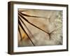 Sparkle-Ursula Abresch-Framed Premium Photographic Print