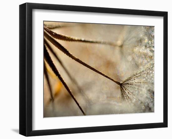 Sparkle-Ursula Abresch-Framed Premium Photographic Print