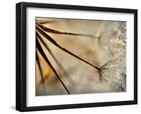 Sparkle-Ursula Abresch-Framed Premium Photographic Print