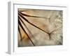 Sparkle-Ursula Abresch-Framed Premium Photographic Print